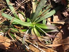 Dianthus chinensis