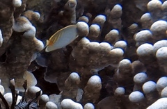 Chaetodon punctatofasciatus