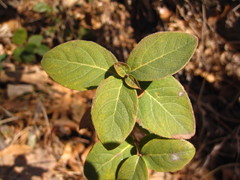 Lonicera harae