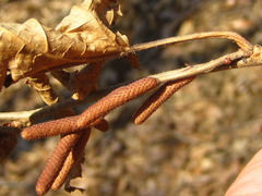 Corylus heterophylla