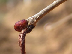 Corylus heterophylla