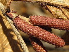 Corylus heterophylla