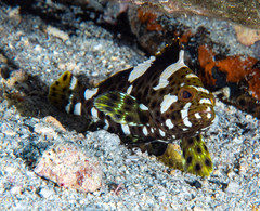 Epinephelus maculatus