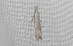 Pleurota albastrigulella