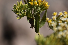 Trixis cacalioides