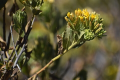 Trixis cacalioides