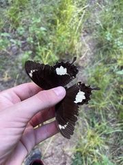 Papilio fuscus capaneus