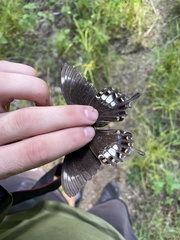 Papilio fuscus capaneus