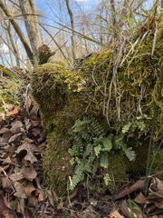 Asplenium × heteroresiliens