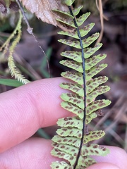 Asplenium × heteroresiliens