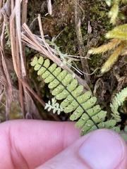 Asplenium × heteroresiliens