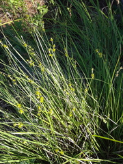 Stellulatae