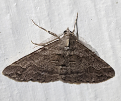Syneora fractata