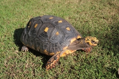 Chelonoidis carbonarius