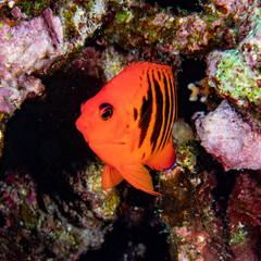 Centropyge loriculus