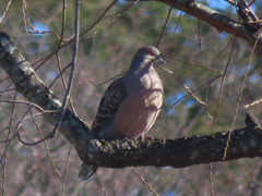 Streptopelia orientalis