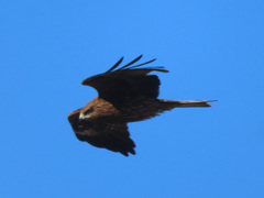 Milvus migrans lineatus