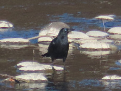 Corvus corone