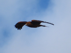 Milvus migrans lineatus