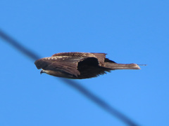 Milvus migrans lineatus