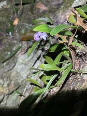 Sarcochilus