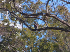 Streptopelia orientalis