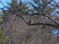 Streptopelia orientalis
