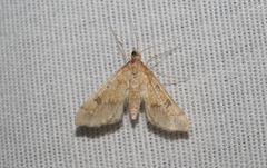 Choristostigma elegantalis