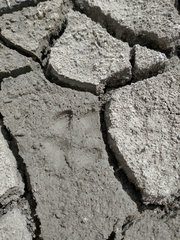 Lycalopex gymnocercus