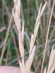 Elymus scabrifolius