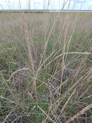 Elymus scabrifolius
