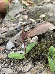 Chiloglottis seminuda