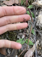 Chiloglottis seminuda
