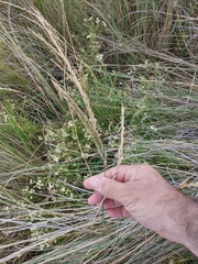 Elymus scabrifolius