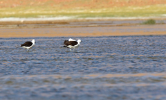 Recurvirostra andina