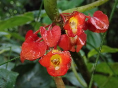 Glossoloma tetragonoides