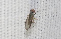 Trixoscelis signifera