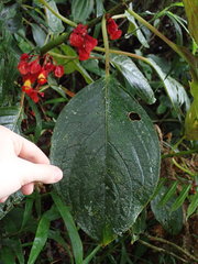 Glossoloma tetragonoides