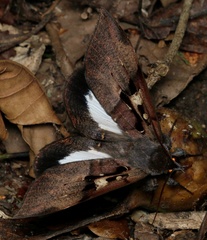 Ischyja neocherina