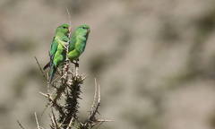 Psilopsiagon aurifrons