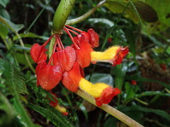 Glossoloma tetragonoides