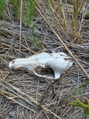 Lycalopex gymnocercus