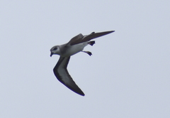 Pterodroma nigripennis