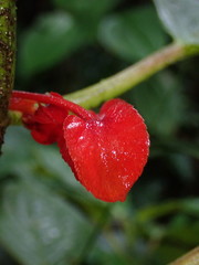 Glossoloma tetragonoides