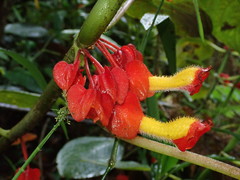 Glossoloma tetragonoides
