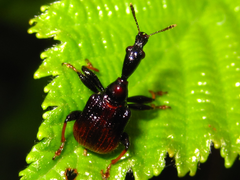 Paracycnotrachelus chinensis