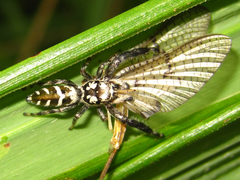 Mendoza elongata