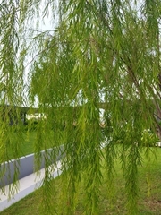 Leptospermum madidum