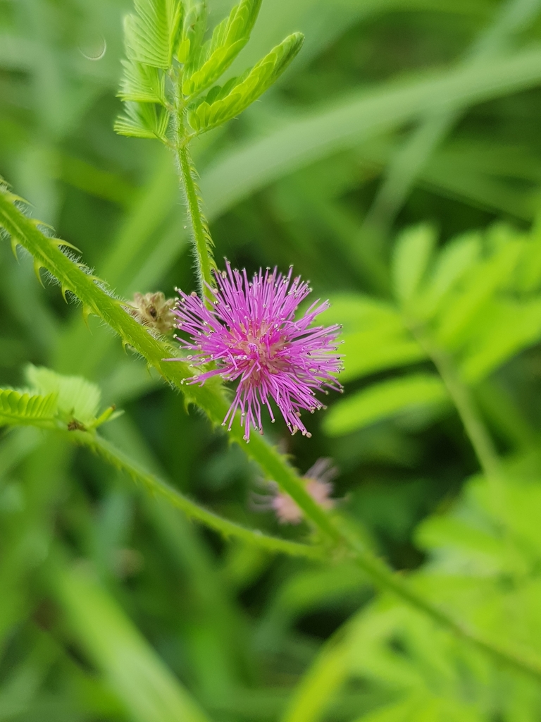 Ảnh của Trinh nữ móc
