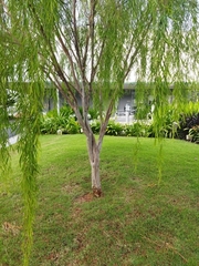 Leptospermum madidum